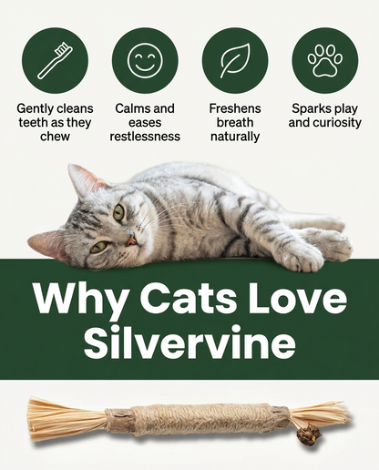 Silvervine Chew Sticks